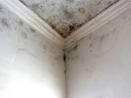 Why You Should Choose Our Mold Remediation Services in Deltona, FL